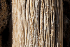 Dry-Saguaro-Ribs-Close-up