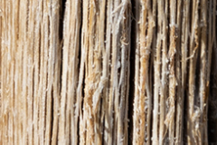 Dry-Saguaro-Ribs-Close-up2