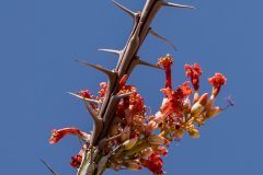 Ocotillo-Flowers