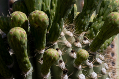 Saguaro-Arm-with-Fruit-1-Close-up