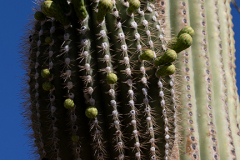 Saguaro-Arm-with-Fruit-1