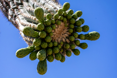 Saguaro-Buds