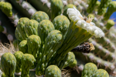 Saguaro-Flower