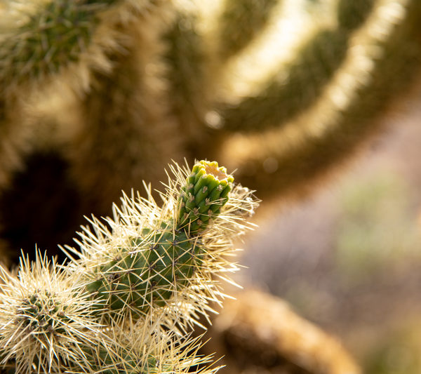 Sunkissed Jumping Cholla Fruit