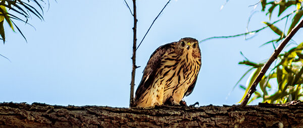 Juvenile Cooper's Hawk Staring