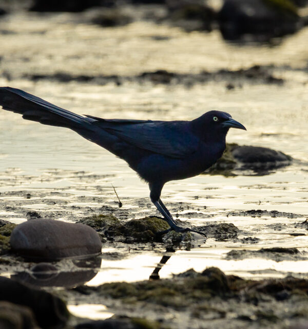 Great-Tailed Grackle NFT